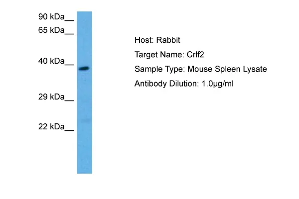 Crlf2 Rabbit Polyclonal Antibody - image 1