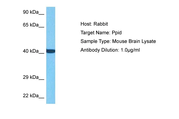 Ppid Rabbit Polyclonal Antibody - image 1