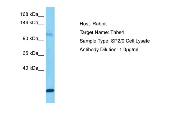 Thbs4 Rabbit Polyclonal Antibody - image 1