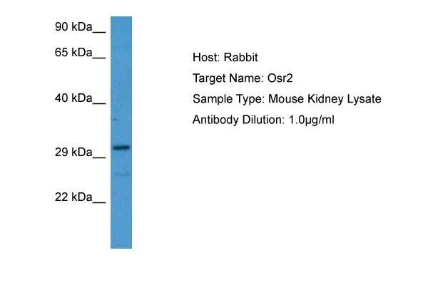 Osr2 Rabbit Polyclonal Antibody - image 1