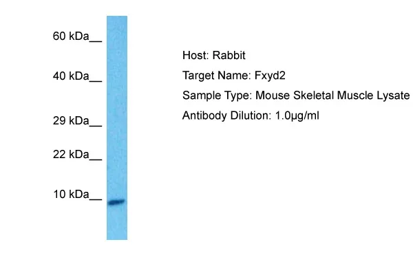 Fxyd2 Rabbit Polyclonal Antibody - image 1
