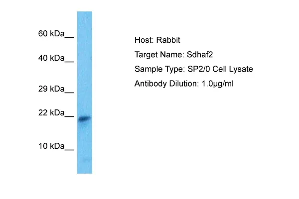 Sdhaf2 Rabbit Polyclonal Antibody - image 1