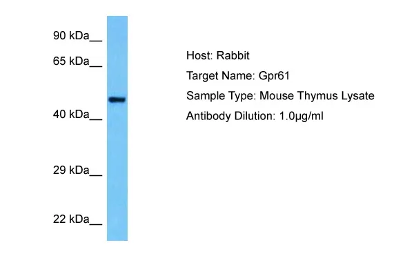 Gpr61 Rabbit Polyclonal Antibody - image 1