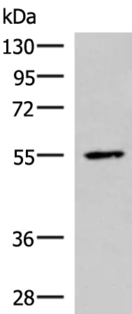 ISM1 Rabbit Polyclonal Antibody - image 1