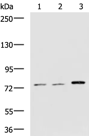 GRIK2 Rabbit Polyclonal Antibody - image 1