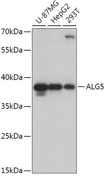 ALG5 Rabbit Polyclonal Antibody - image 1