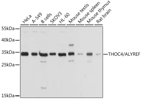 Aly (ALYREF) Rabbit Polyclonal Antibody - image 1