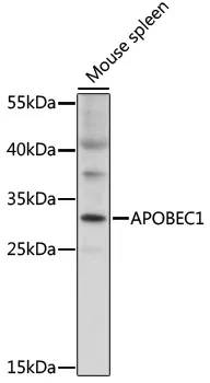 APOBEC1 Rabbit Polyclonal Antibody - image 1