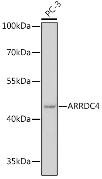 ARRDC4 Rabbit Polyclonal Antibody - image 1