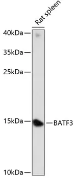 BATF3 Rabbit Polyclonal Antibody - image 1