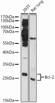 BCL2 Rabbit Polyclonal Antibody - image 1