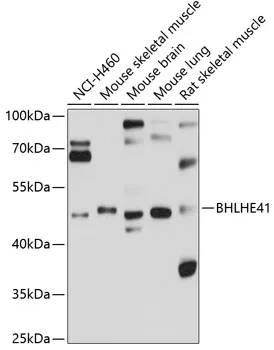 SHARP1 (BHLHE41) Rabbit Polyclonal Antibody - image 1