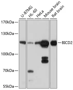BICD2 Rabbit Polyclonal Antibody - image 1