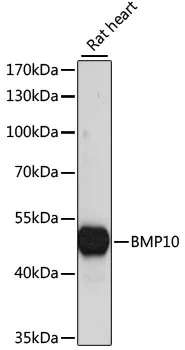 BMP10 Rabbit Polyclonal Antibody - image 1