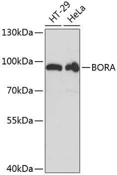 BORA Rabbit Polyclonal Antibody - image 1