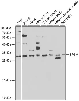 BPGM Rabbit Polyclonal Antibody - image 1