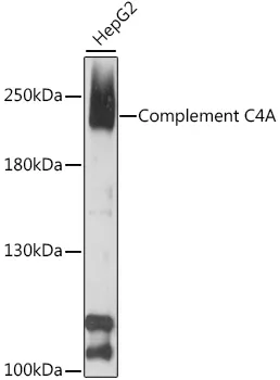 Complement C4A (C4A) Rabbit Polyclonal Antibody - image 1