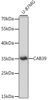 CAB39 Rabbit Polyclonal Antibody - image 1