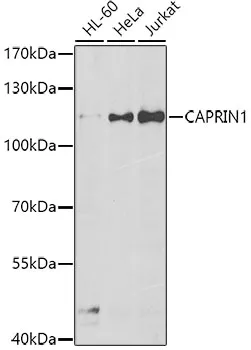 GPIP137 (CAPRIN1) Rabbit Polyclonal Antibody - image 1