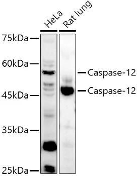 Caspase 12 (CASP12) Rabbit Polyclonal Antibody - image 1