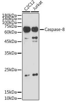 Caspase 8 (CASP8) Rabbit Polyclonal Antibody - image 1