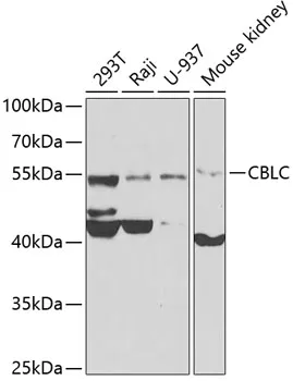 Cbl c (CBLC) Rabbit Polyclonal Antibody - image 1