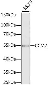CCM2 Rabbit Polyclonal Antibody - image 1