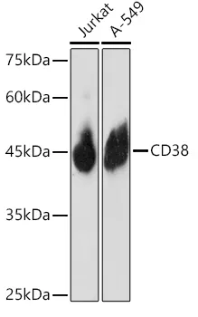 CD38 Rabbit Polyclonal Antibody - image 1