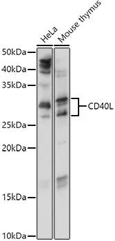 CD40L (CD40LG) Rabbit Polyclonal Antibody - image 1