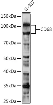 CD68 Rabbit Polyclonal Antibody - image 1