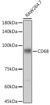 Cd68 Rabbit Polyclonal Antibody - image 1