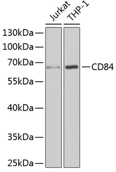 CD84 Rabbit Polyclonal Antibody - image 1