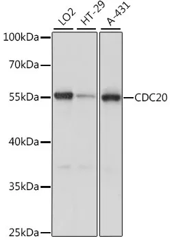 CDC20 Rabbit Polyclonal Antibody - image 1