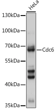 CDC6 Rabbit Polyclonal Antibody - image 1