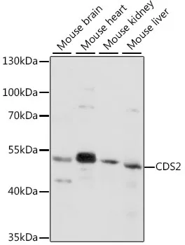 CDS2 Rabbit Polyclonal Antibody - image 1