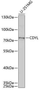 CDYL Rabbit Polyclonal Antibody - image 1
