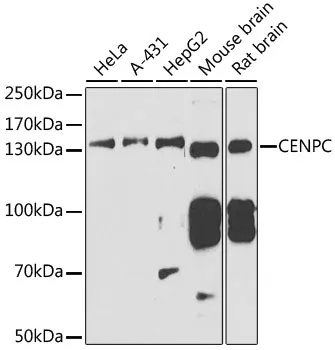 CENPC Rabbit Polyclonal Antibody - image 1