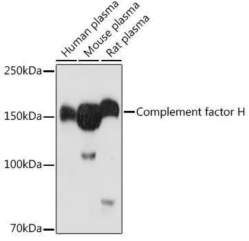 Factor H (CFH) Rabbit Polyclonal Antibody - image 1