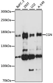 Cingulin (CGN) Rabbit Polyclonal Antibody - image 1
