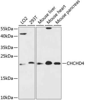 MIA40 (CHCHD4) Rabbit Polyclonal Antibody - image 1