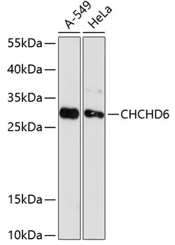 CHCHD6 Rabbit Polyclonal Antibody - image 1