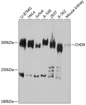 Chromodomain helicase DNA binding protein 9 (CHD9) Rabbit Polyclonal Antibody - image 1