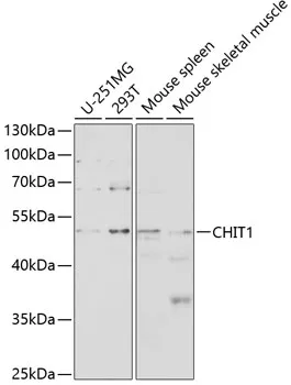 CHIT1 Rabbit Polyclonal Antibody - image 1