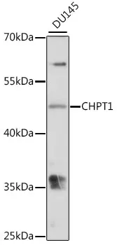 CHPT1 Rabbit Polyclonal Antibody - image 1