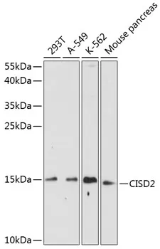 CISD2 Rabbit Polyclonal Antibody - image 1