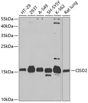 CISD2 Rabbit Polyclonal Antibody - image 1