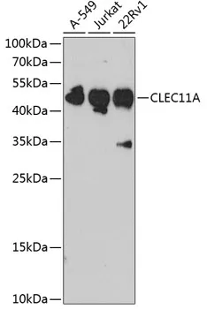 SCGF (CLEC11A) Rabbit Polyclonal Antibody - image 1
