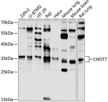 CNOT7 Rabbit Polyclonal Antibody - image 1