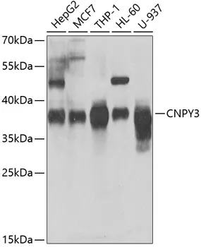 TNRC5 (CNPY3) Rabbit Polyclonal Antibody - image 1
