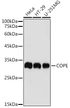 COPE Rabbit Polyclonal Antibody - image 1